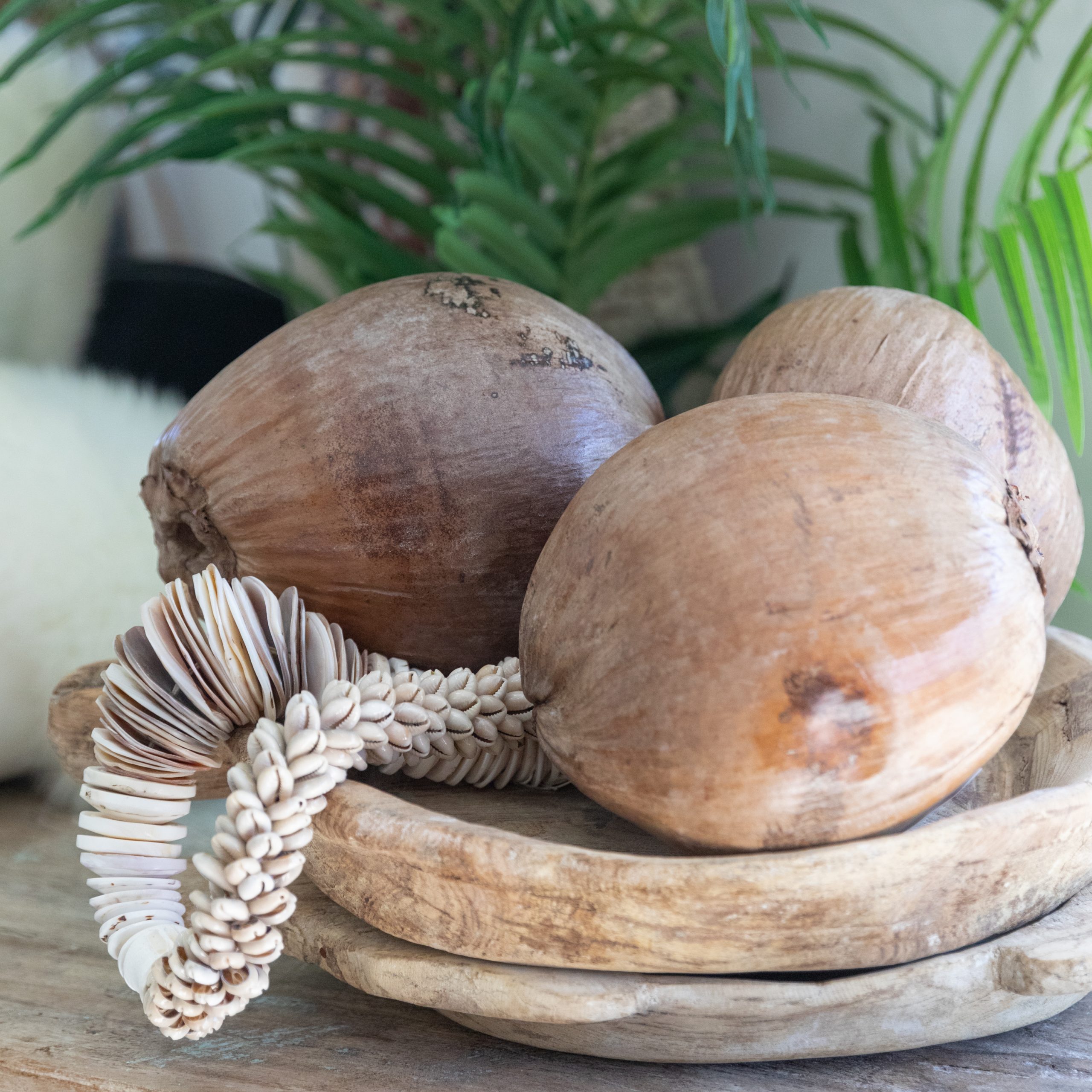 Decorative Coconuts